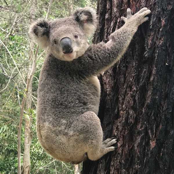 Koala after release