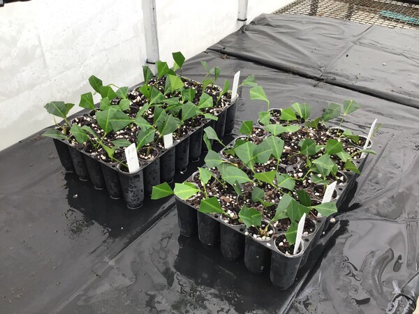 Fresh cuttings of the new species planted in black pots